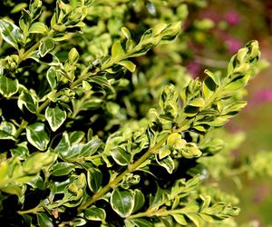 Bukszpan wieczniezielony ‘Variegata’