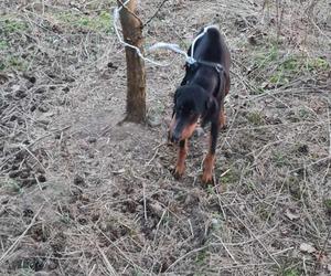 Gorzów Wielkopolski. Zwyrodnialec przywiązał psa drutem do drzewa. Szuka go całe miasto [ZDJĘCIA].