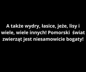 Warto zainteresować się zwierzętami, które żyją na Pomorzu! 