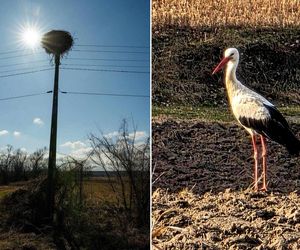 Pierwszy Bocian w Polsce dostał imię Radziwił. 