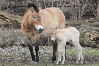 W stołecznym zoo, urodziła się klaczka konia Przewalskiego. Jej narodziny to szansa na przetrwanie gatunku!
