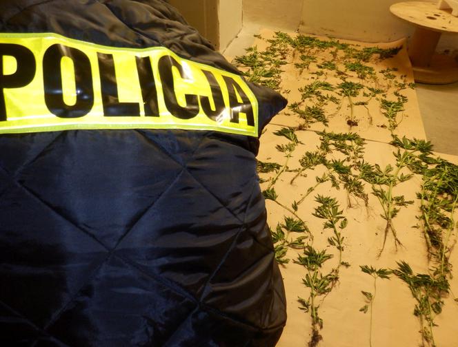 Policja świętokrzyska szuka właściciela roślinek