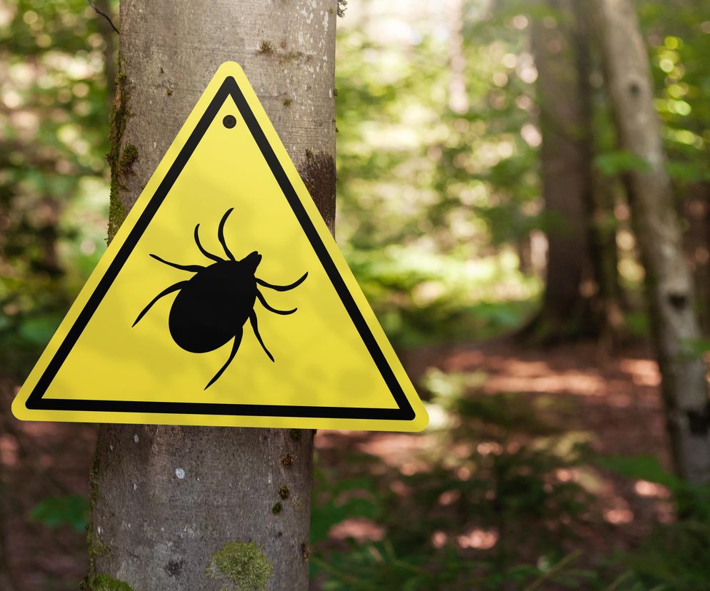 Entomolog: szkoda pieniędzy na „cudowne” gadżety przeciwko kleszczom