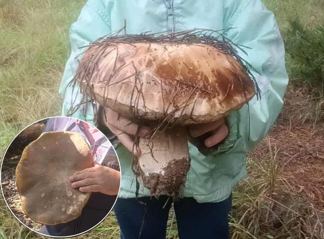 Gigantyczne grzyby w kujawsko-pomorskich lasach