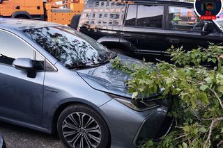 Drzewo spadło na sieć trakcyjną