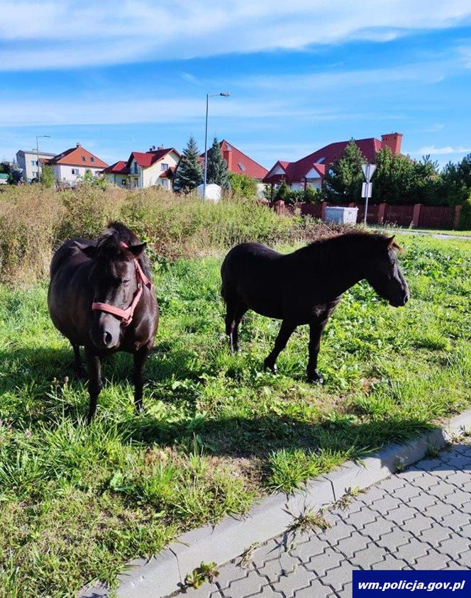 Zaskakujący widok w Kętrzynie. Niesforne kucyki wybiegły na ulicę [ZDJĘCIA]