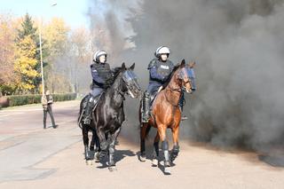 Atestacja koni służących w łódzkiej policji i straży miejskiej
