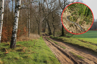 Żmije na Pomorzu. Leśnicy przestrzegają! Ukąszeń nie należy bagatelizować 