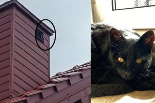 Starachowiccy strażacy uratowali kota. Zwierzę utknęło w kominie 
