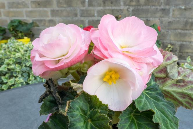 Begonia bulwiasta