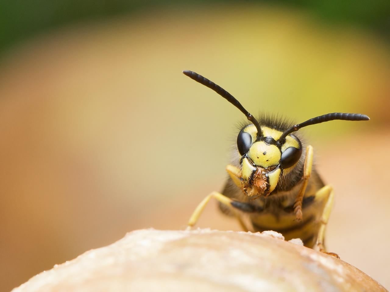 Osy - nieproszony gość w domu. Co odstrasza osy? Czego boją się osy? Poradnik