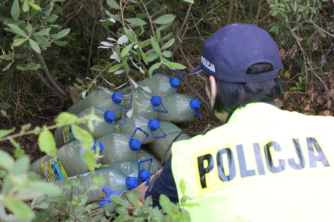 Policjanci zabezpieczyli plantacje wartą 3 miliony złotych! [ZDJĘCIA]