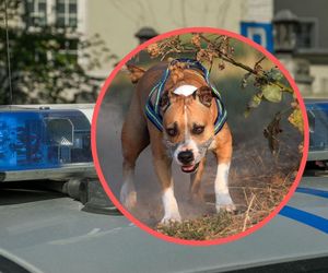Atak amstaffa w Wałbrzychu. Dziewczynka w szpitalu