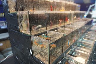 Targi Egzotyczne Zwierzęta w Szczecinie