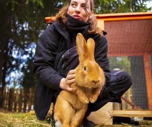 Chorzowski skansen ma nowych mieszkańców. To cztery słodkie króliki