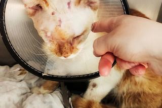 Kot Elwis po operacji