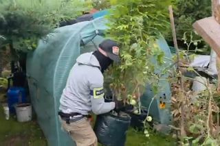 Działkowiec z Piaseczna obok pomidorów sadził marihuanę. Plantacja w rękach policji