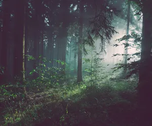 Bielsko-Biała: Nadleśnictwo Bielsko dokończy rewitalizację leśnego amfiteatru w Lipniku