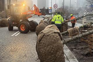 Drzewa pod Pałacem Kultury