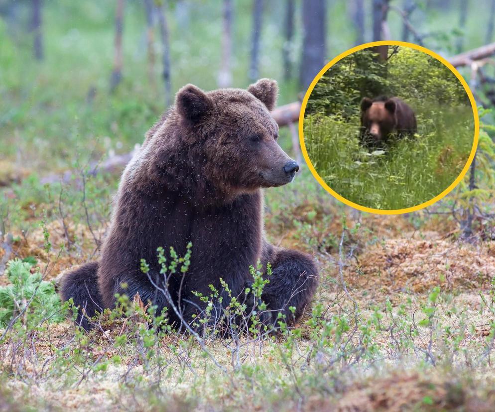 Niedźwiedź w Małopolsce