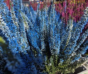 Jesienny Kiermasz Ogrodniczy w Bydgoszczy przyciągnął miłośników zieleni i smakołyków!