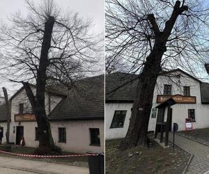 Afera o wycinkę starych drzew w Tarnowskich Górach