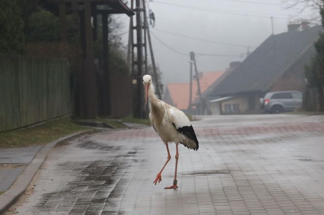 Bocian wrócił na ukochaną wieś. W Krutyni czekali na niego całą zimę