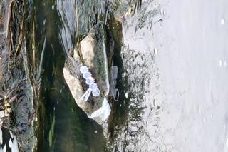 Zatruta rzeka Wilga w Krakowie