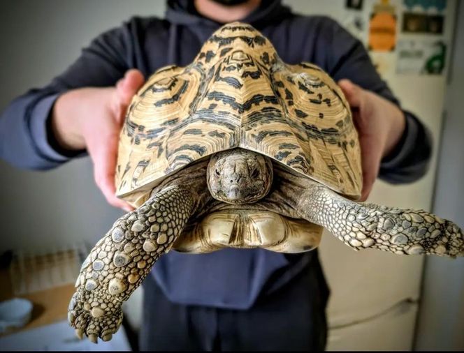 Nie tylko koty i psy. Zwierzęta egzotyczne też cierpią, zanim kupisz mocno się zastanów 