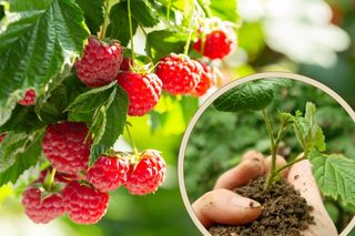 Czy wiesz, jak rozmnażać maliny?