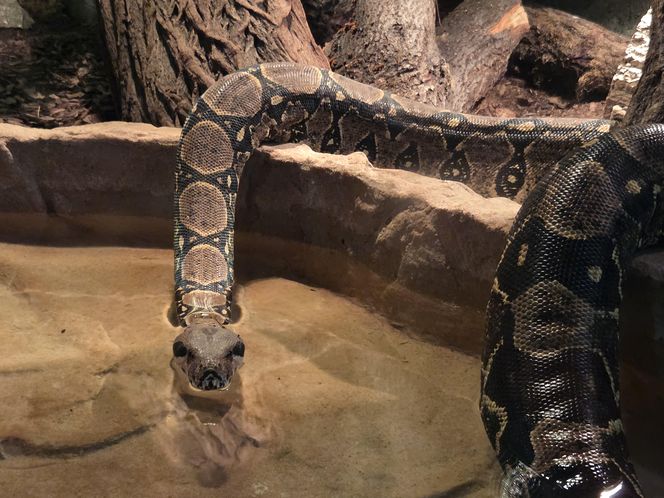 Egzotyczny świat na wyciągnięcie ręki! Zaglądamy do akwarium-terrarium w Myślęcinku