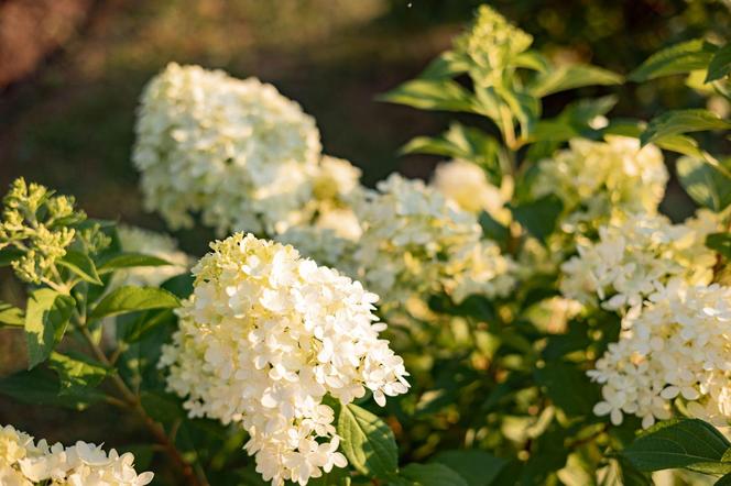 Hortensja bukietowa 'Limelight'