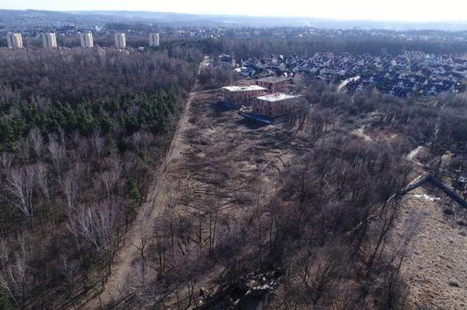Radni chcą wykupić 15 hektarów Lasu Borkowskiego