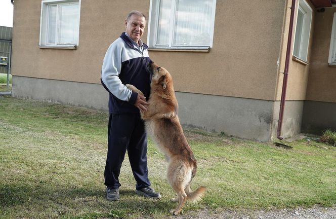 Wilki w rejonie Puszczy Knyszyńskiej. Mieszkańcy alarmują