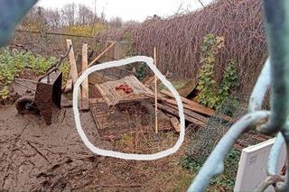 Mieszkańcy Targówka zrobili wyspę dla kaczek, urzędnicy wyrzucili ją w błoto