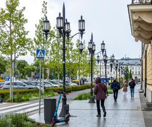 Sadzenie zieleni na placu Bankowym w maju 2025 r.