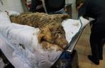 Kraków. Psa zakopanego w ziemi przez przypadek odnalazł operator koparki