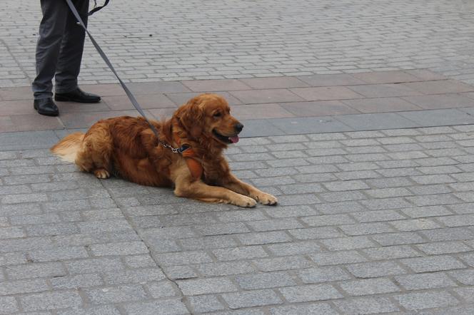 31. Finał WOŚP z krakowskimi Golden Retrieverami (i nie tylko)