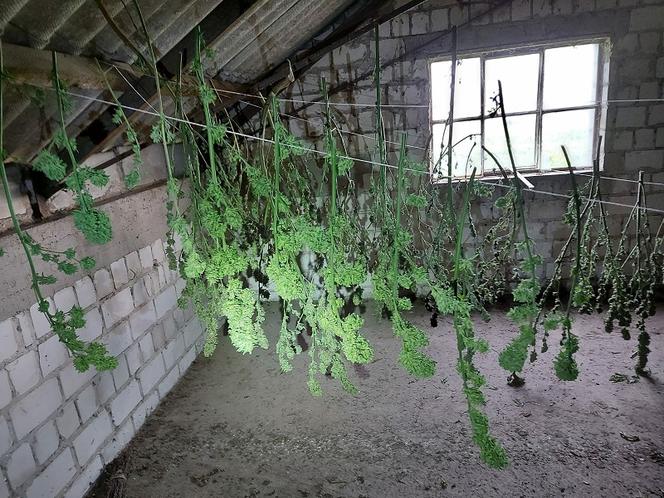 Prawie 20 kilogramów podejrzanych roślin zabezpieczonych przez policjantów w Dąbrowie Biskupiej