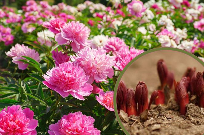 Piwonie - pielęgnacja wiosną