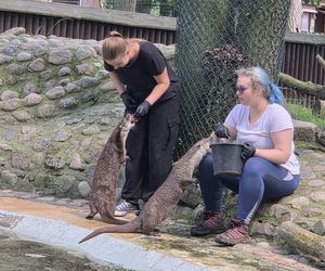 Pokazowe karmienie w myślęcińskim zoo to prawdziwy hit! Sprawdziliśmy to na miejscu