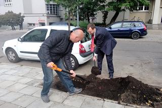  Kolejne drzewa wCOPane w Katowicach! [ZDJĘCIA, WIDEO]