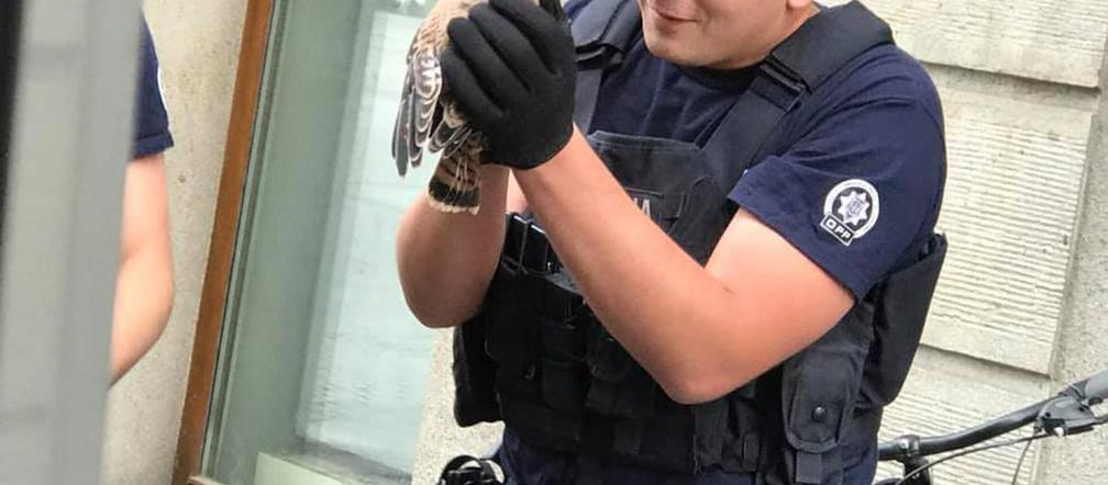 Policjanci z Małopolski uratowali pustułkę