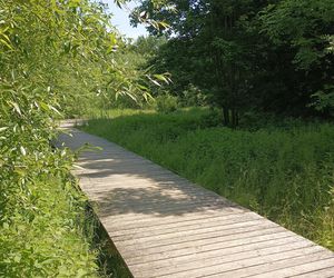 Parki podworskie w powiecie gdańskim