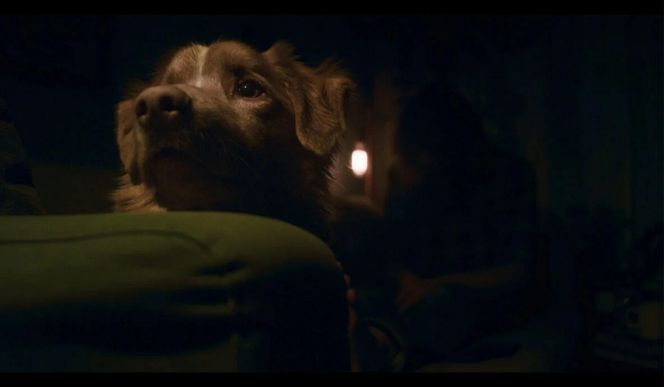 Good boy - czy warto obejrzeć film?