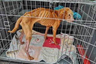 Pies Bobik cierpiał niewiarygodne katusze. Zwierzaka nie udało się uratować