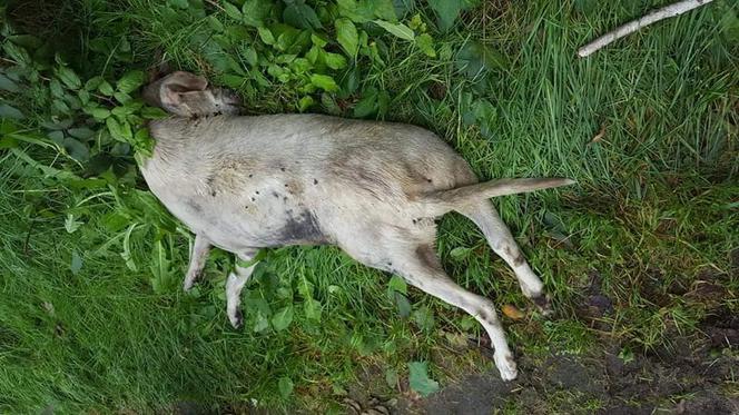 HORROR w Rogowie! Brutalny mord na psie. Miał skręcony kark