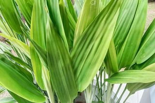 Aspidistra wyniosła