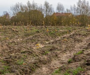 Nowy las na terenie Szczecina! Takiego zalesienia nie było od 20 lat