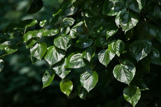 Lipa holenderska 'Euchlora' = lipa europejska 'Euchlora' = lipa krymska - Tilia ×europaea 'Euchlora' = Tilia euchloralipa